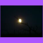 Moon Through the Trees 3.jpg